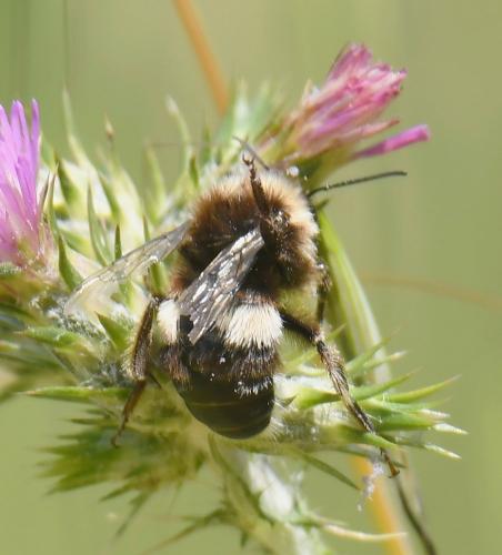 Bombus sp.